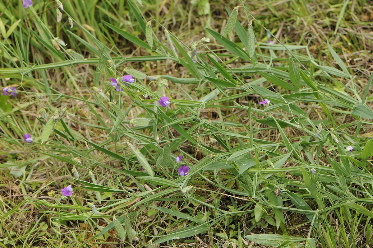Lathyrus hirsutus / Cicerchia pelosa