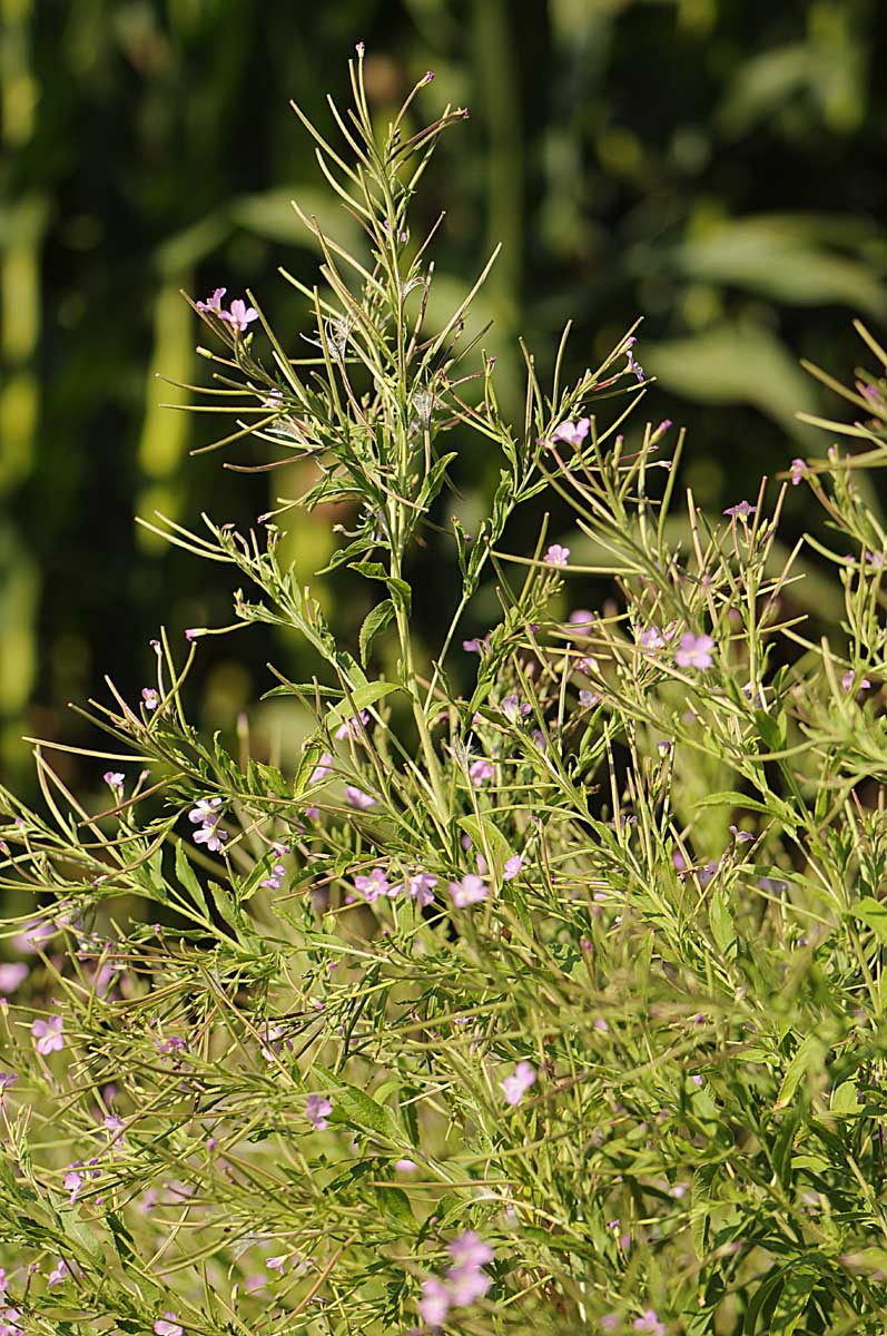 Epilobium hirsutum