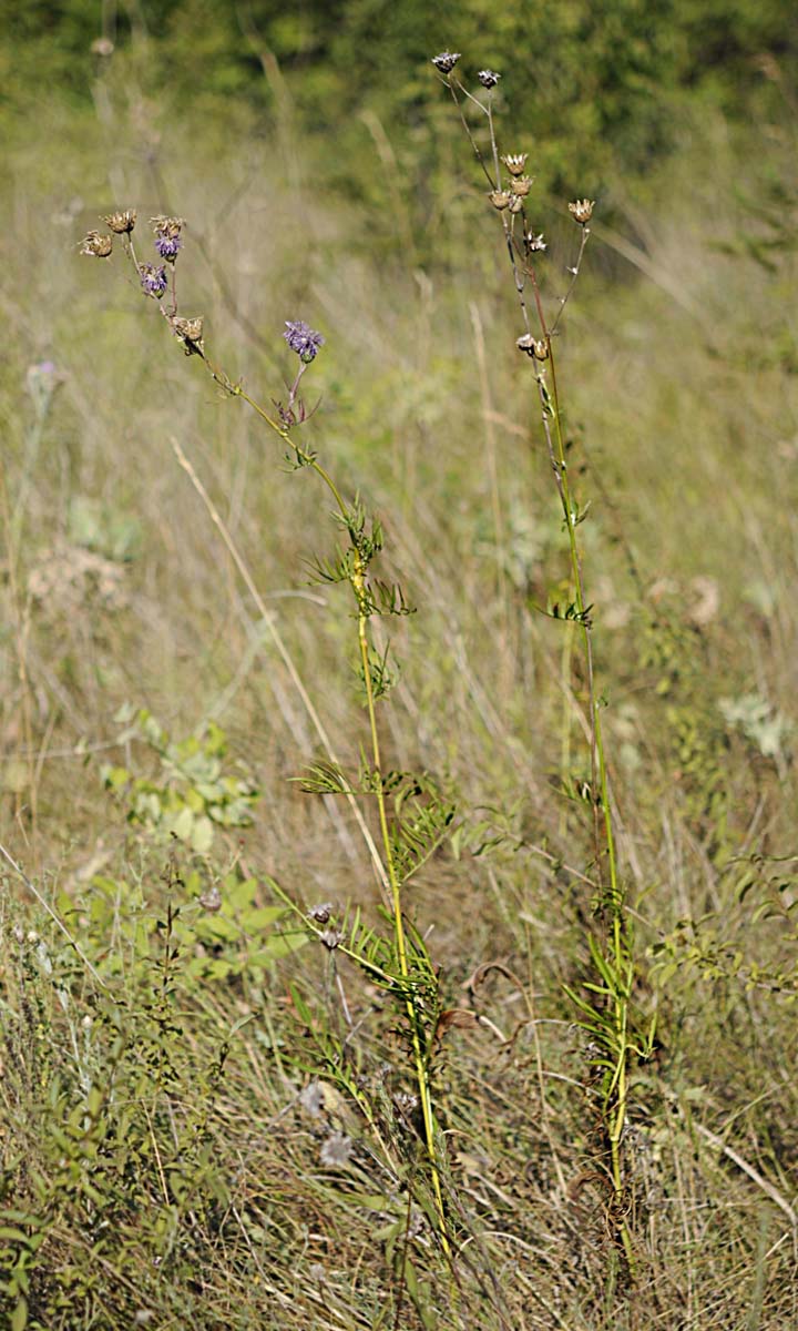 Centaurea scabiosa subsp. grinensis / Fiordaliso delle Grigne