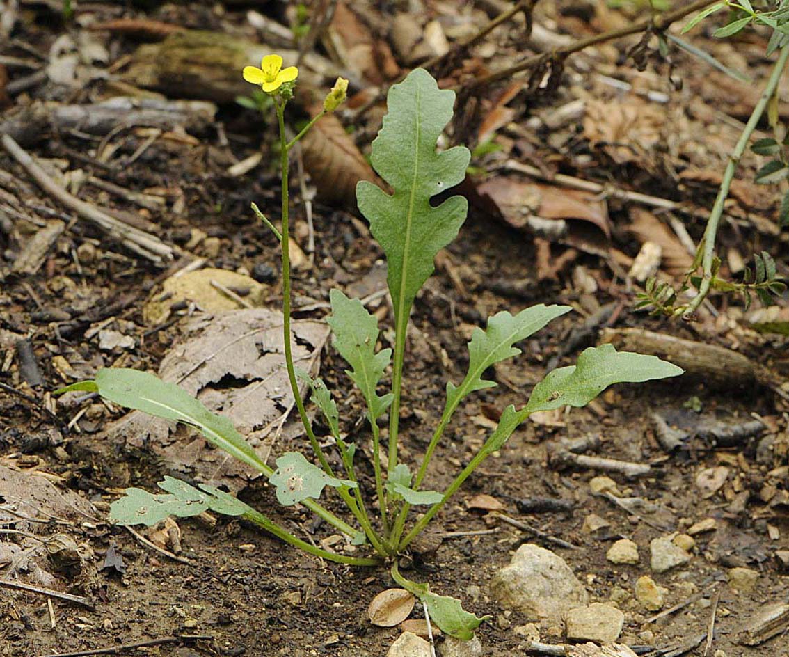 Diplotaxis muralis / Ruchetta dei muri