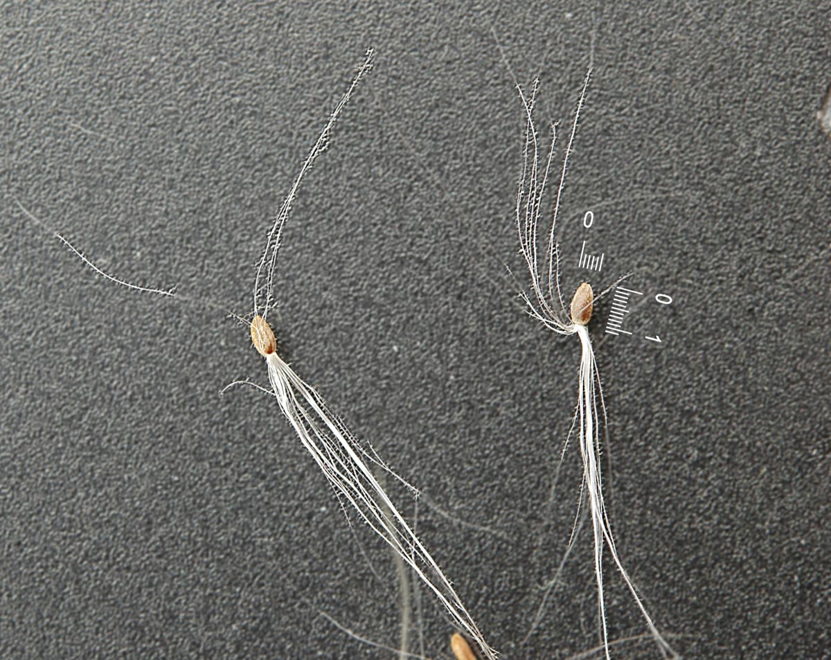 Epilobium hirsutum