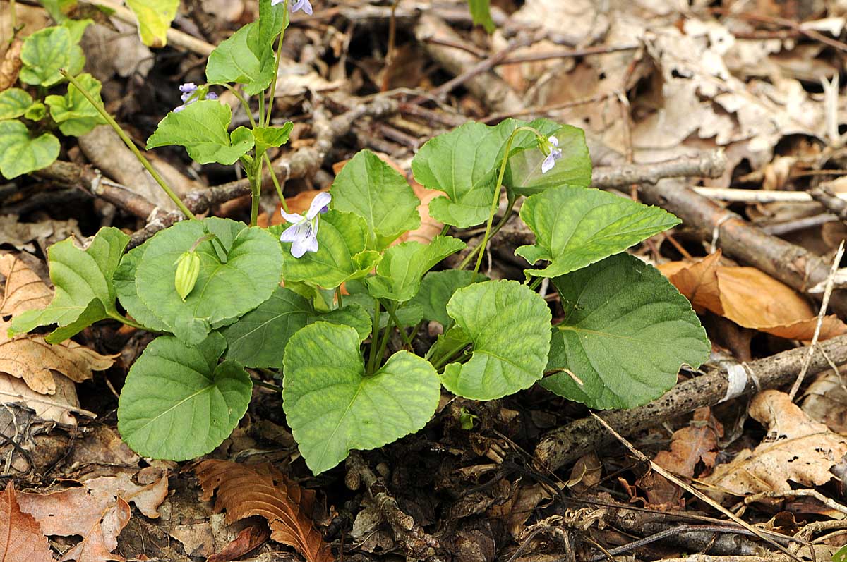 Viola reichenbachiana / Viola silvestre