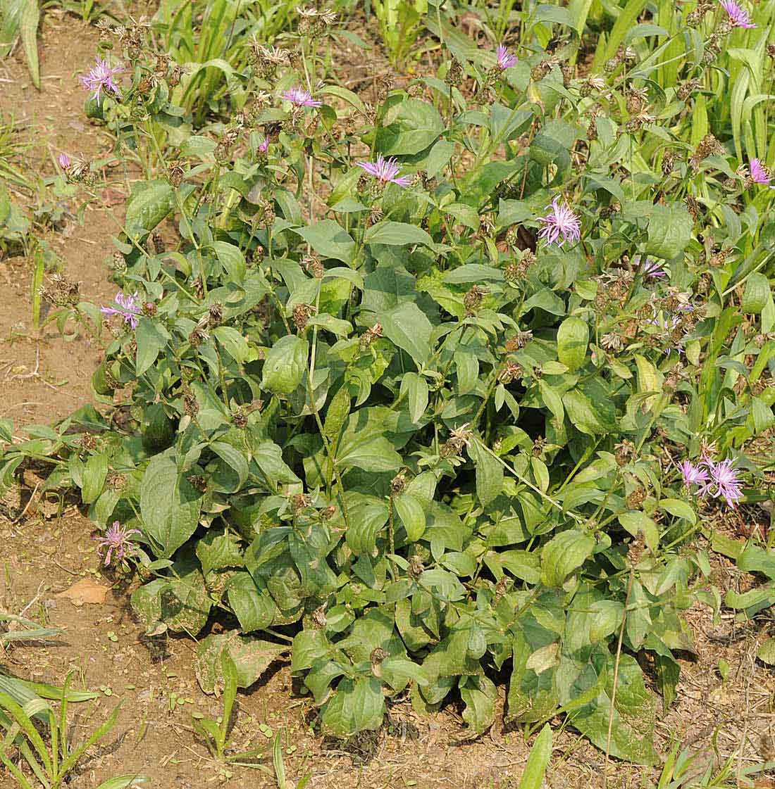 Centaurea nigrescens / Fiordaliso nerastro