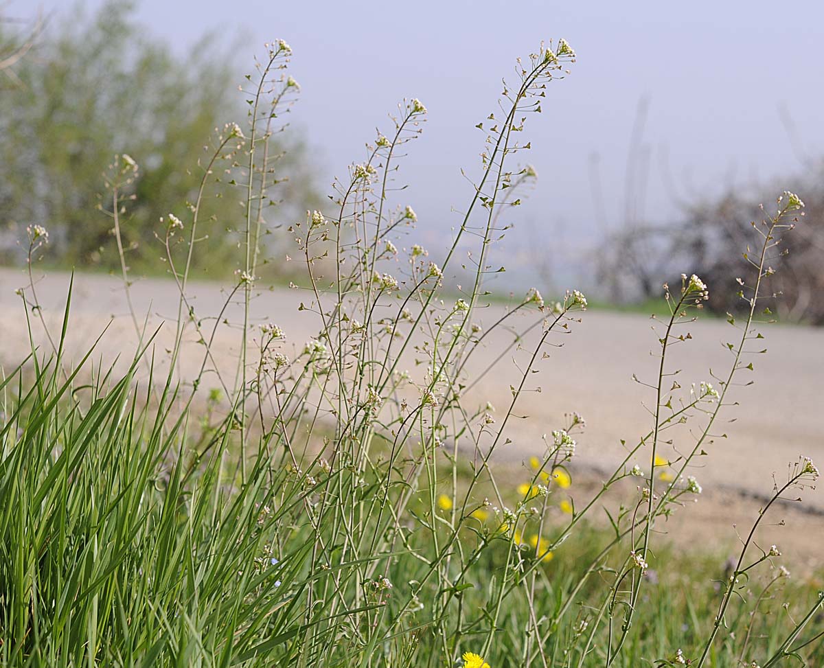 Capsella rubella Reut.