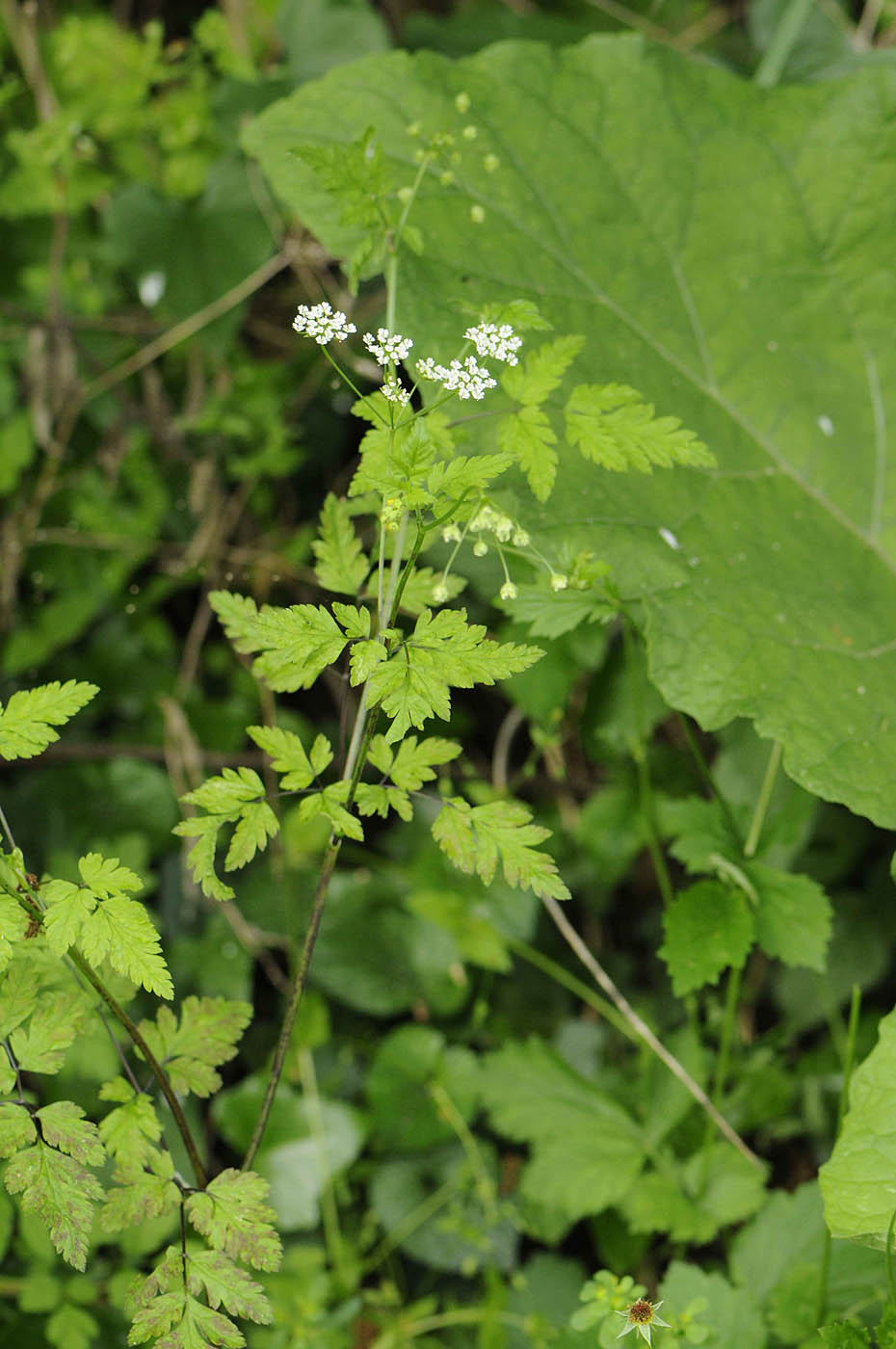 Chaerophyllum temulum / Cerfoglio peloso