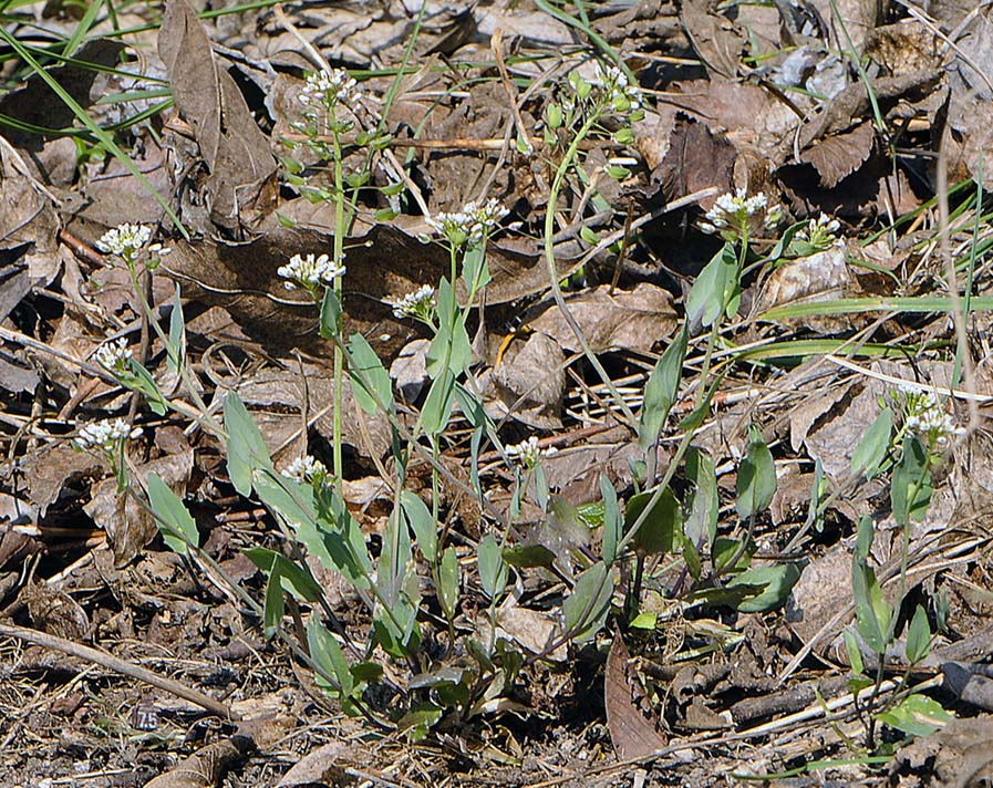 Microthlaspi perfoliatum (=Thlaspi perfoliatum ) / Erba storna perfogliata