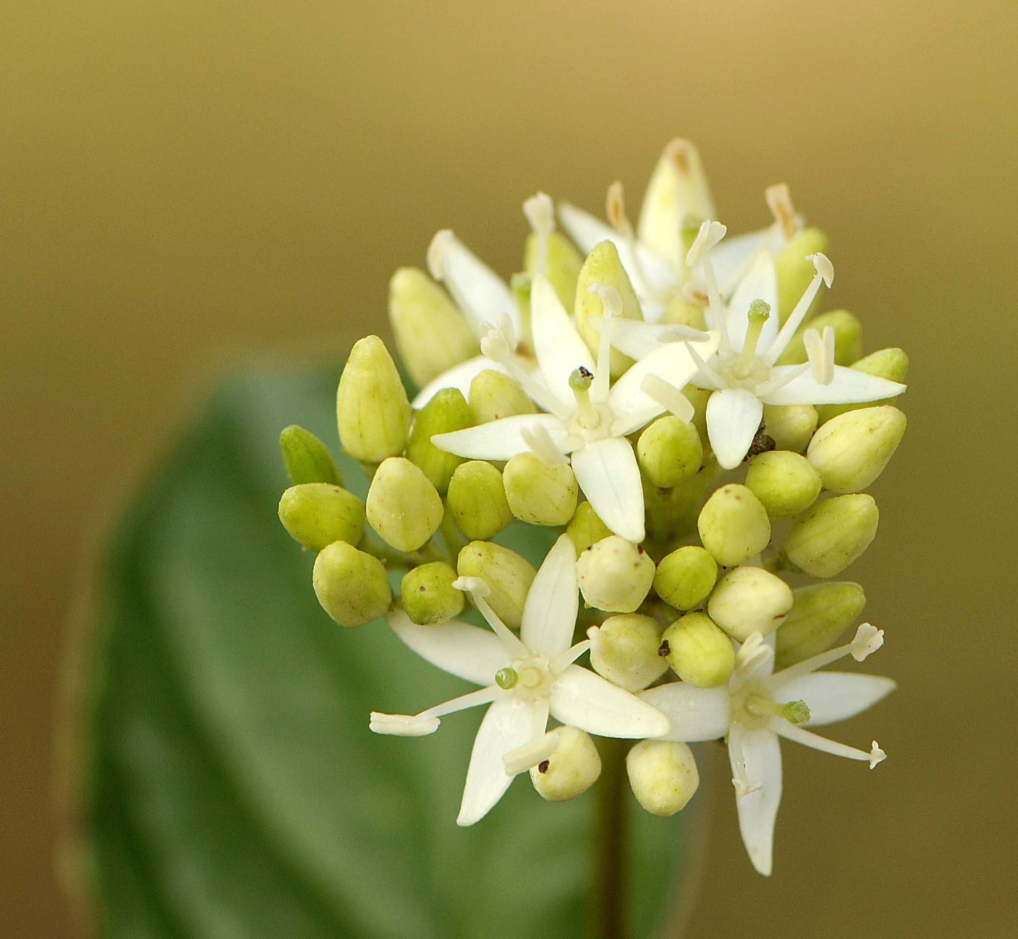 cespuglio con corimbi bianchi. - Cornus sanguinea