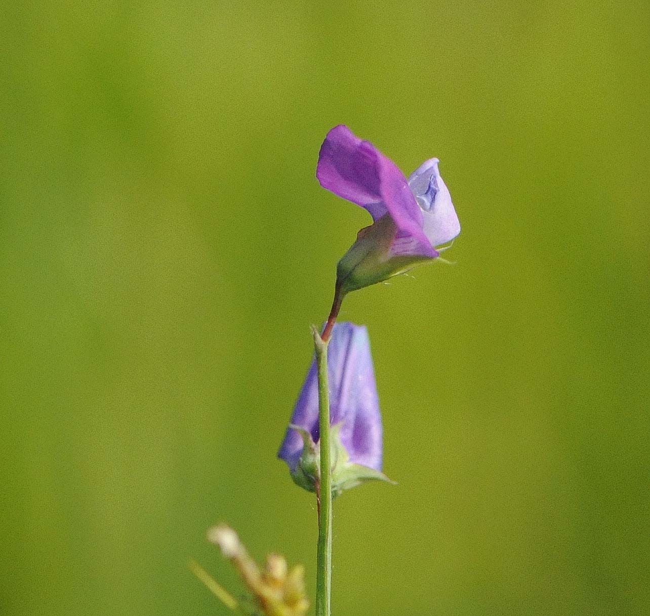 Lathyrus hirsutus / Cicerchia pelosa