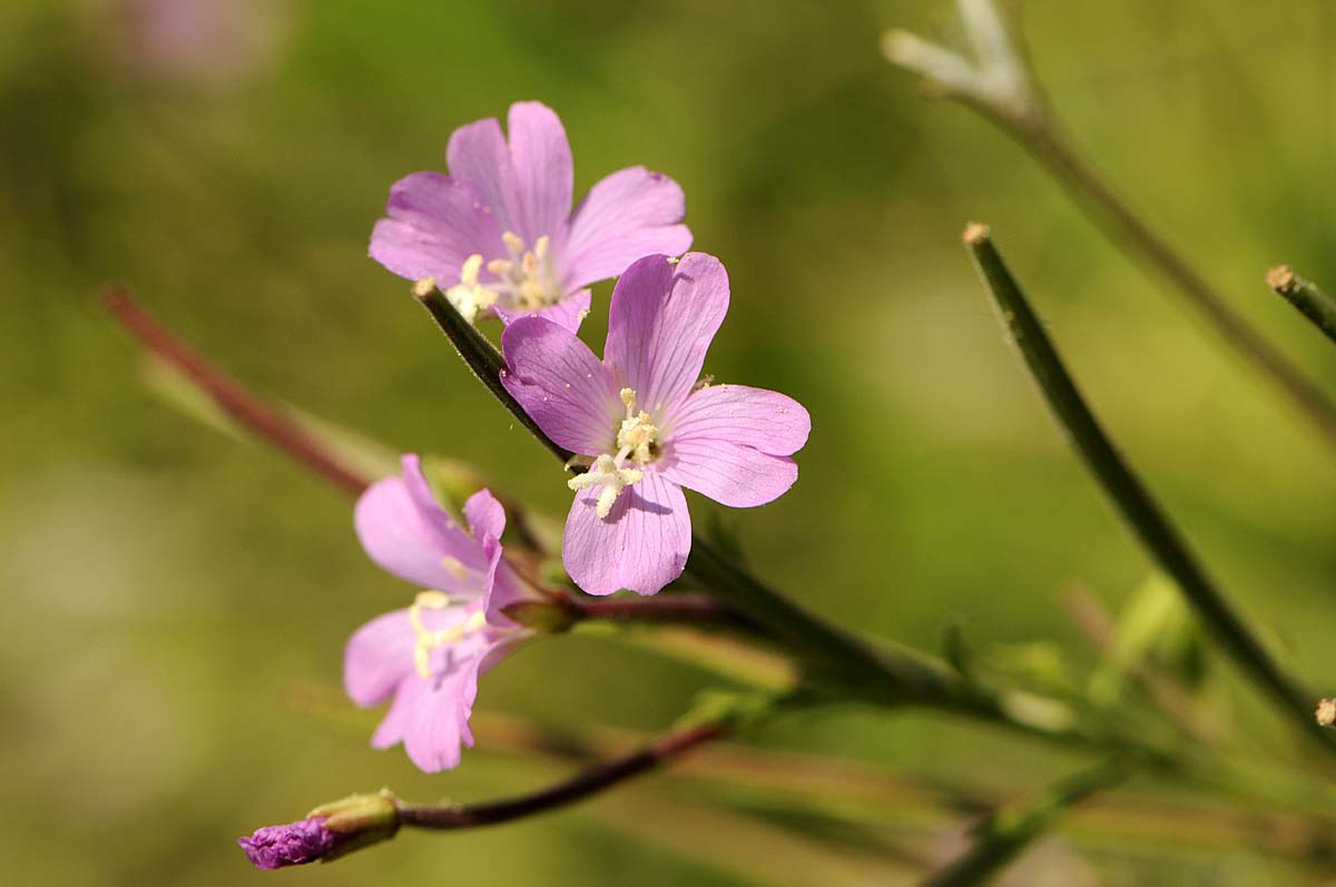 Epilobium hirsutum