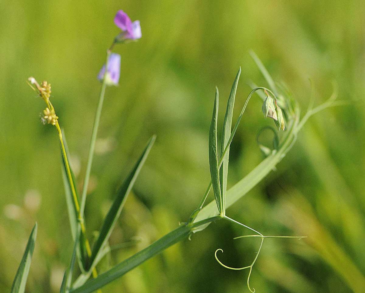 Lathyrus hirsutus / Cicerchia pelosa