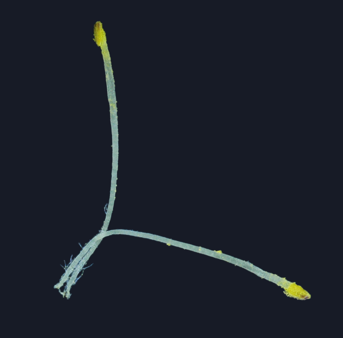 Salix cinerea / Salice cinereo