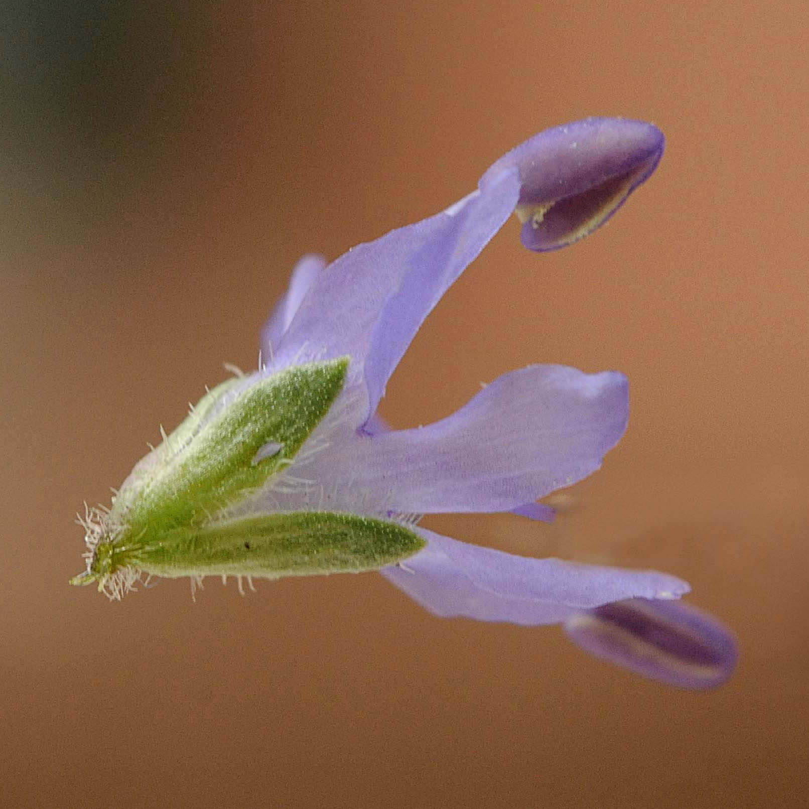 Pseudolysimachion spicatum