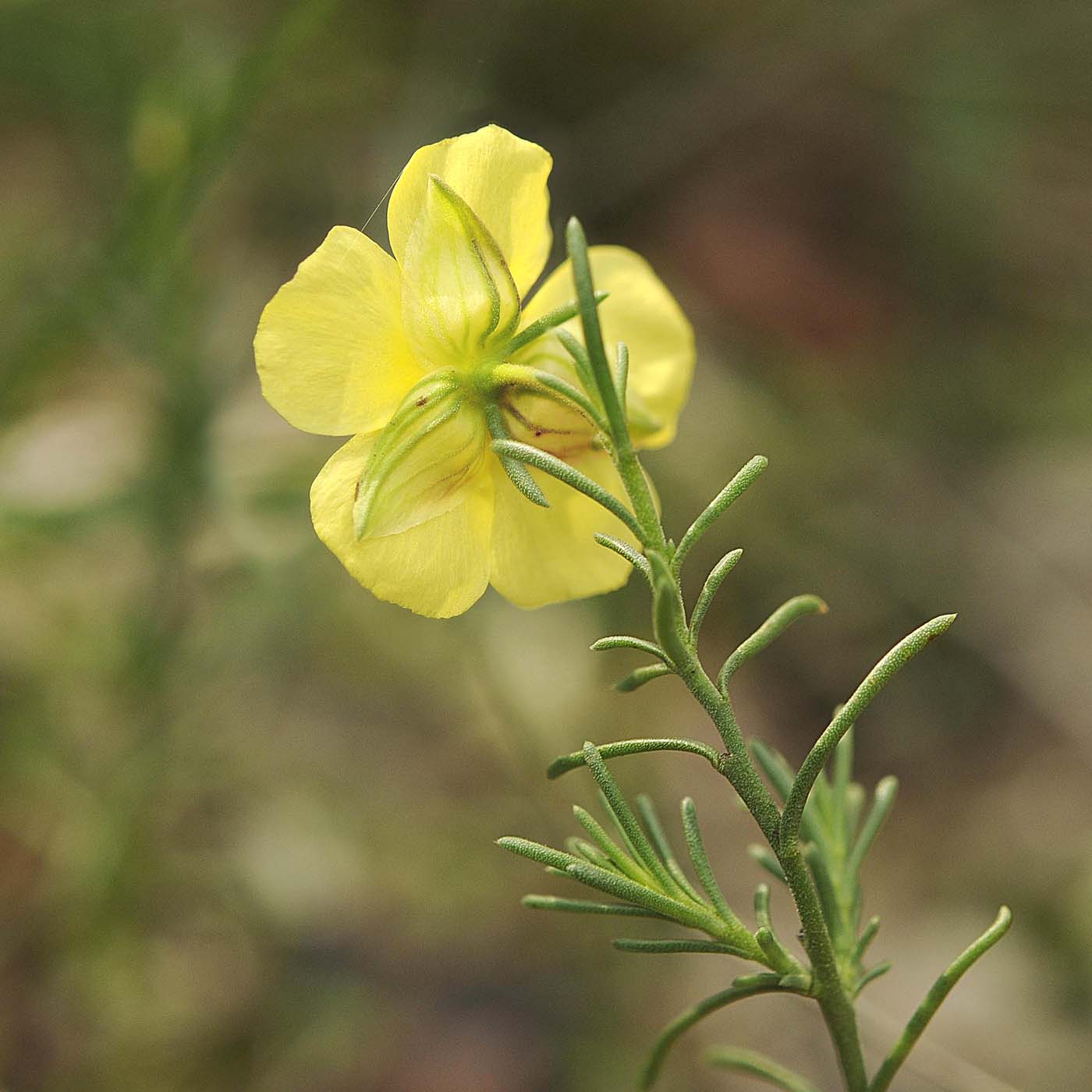 Fumana ericifolia / Fumana mediterranea