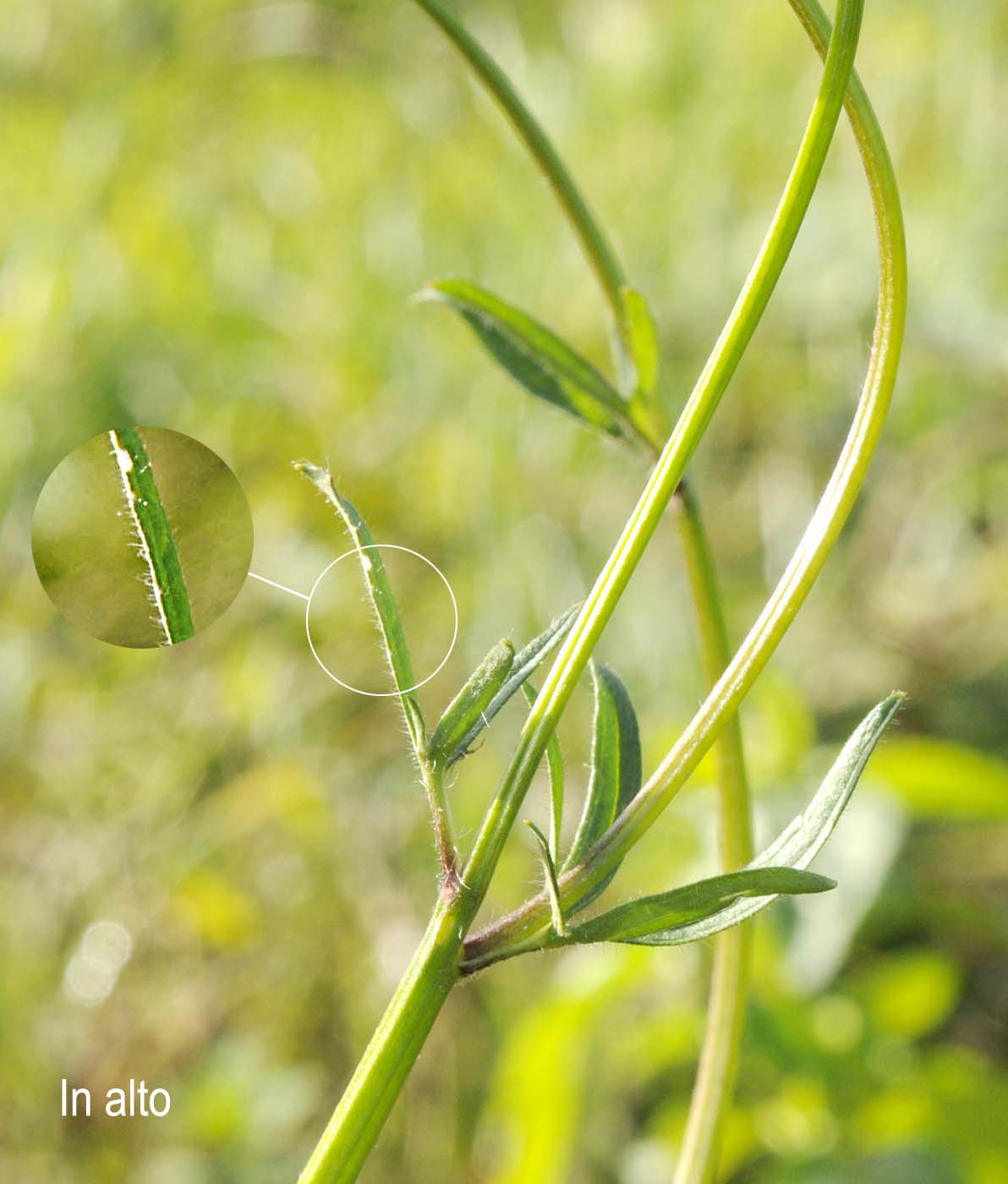 Ranunculus bulbosus  subsp. aleae