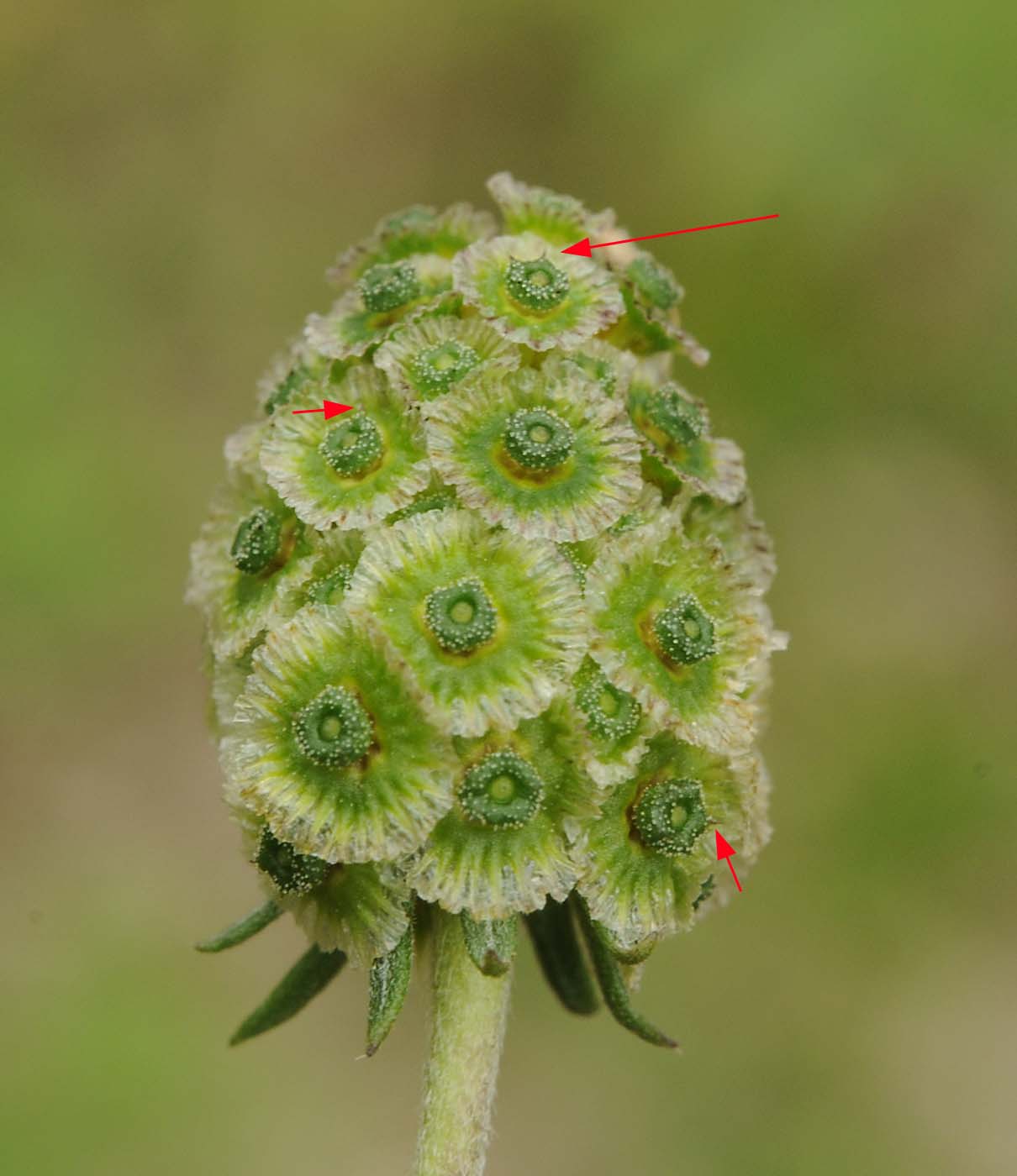 Scabiosa da determinare
