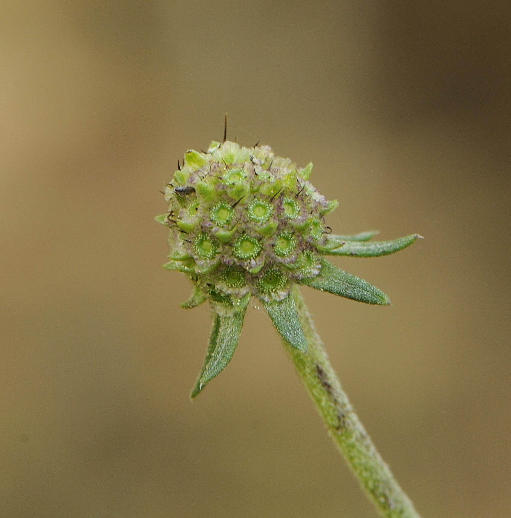 Scabiosa da determinare