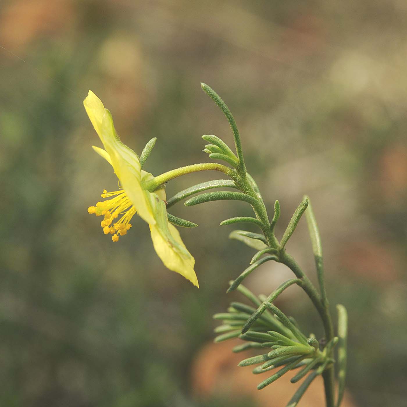 Fumana ericifolia / Fumana mediterranea