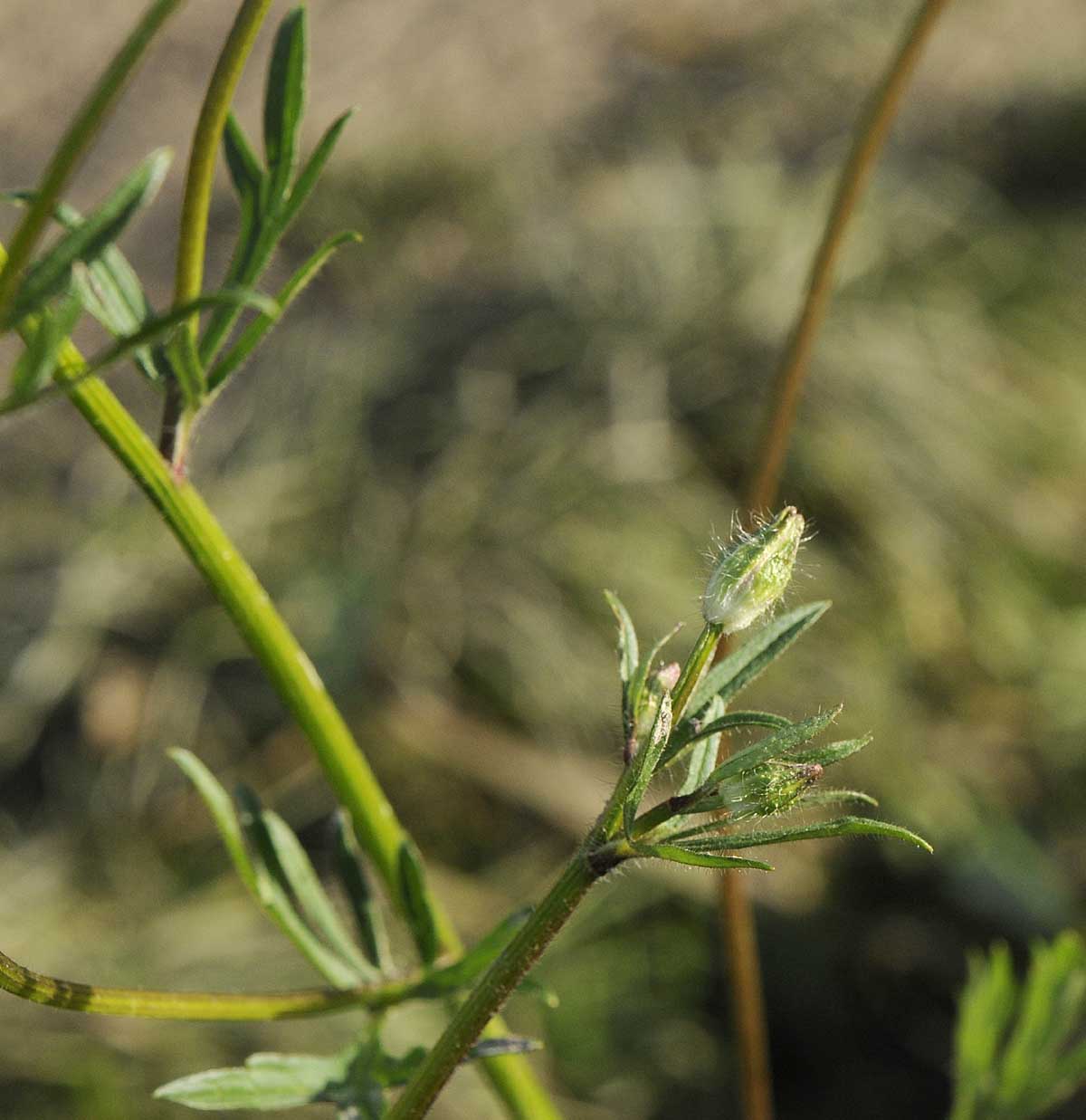Ranunculus bulbosus  subsp. aleae