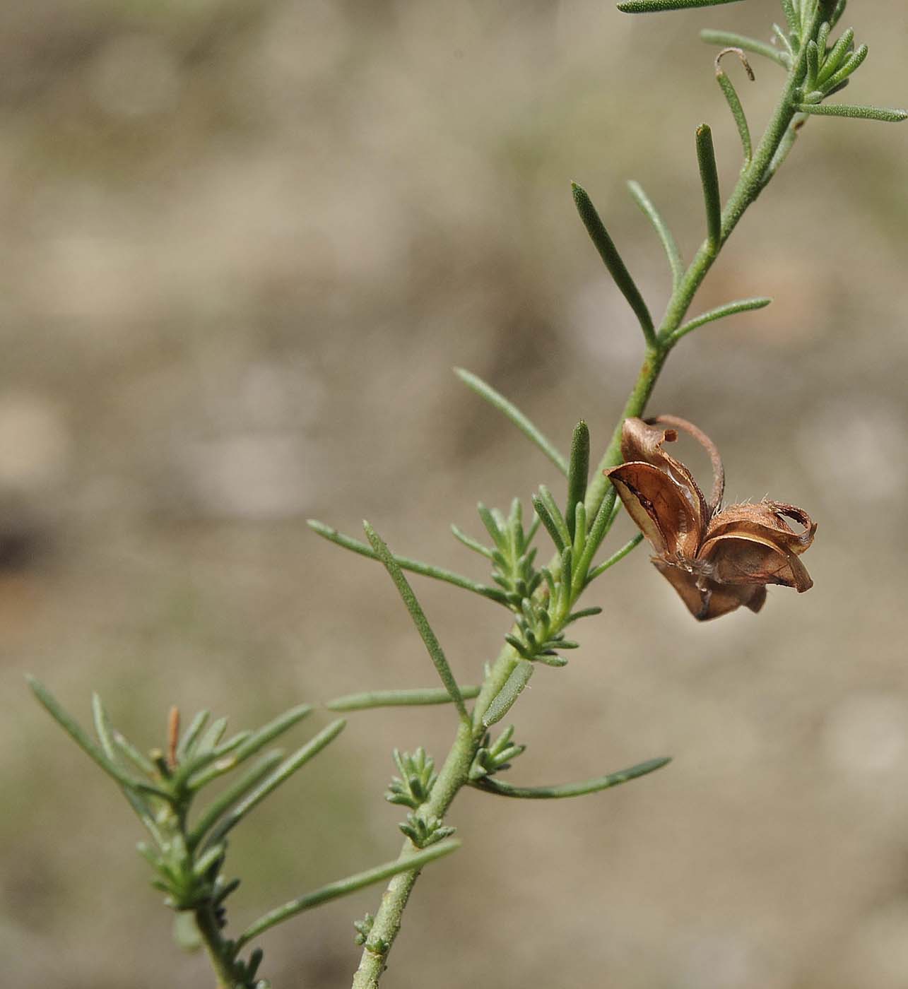 Fumana ericifolia / Fumana mediterranea