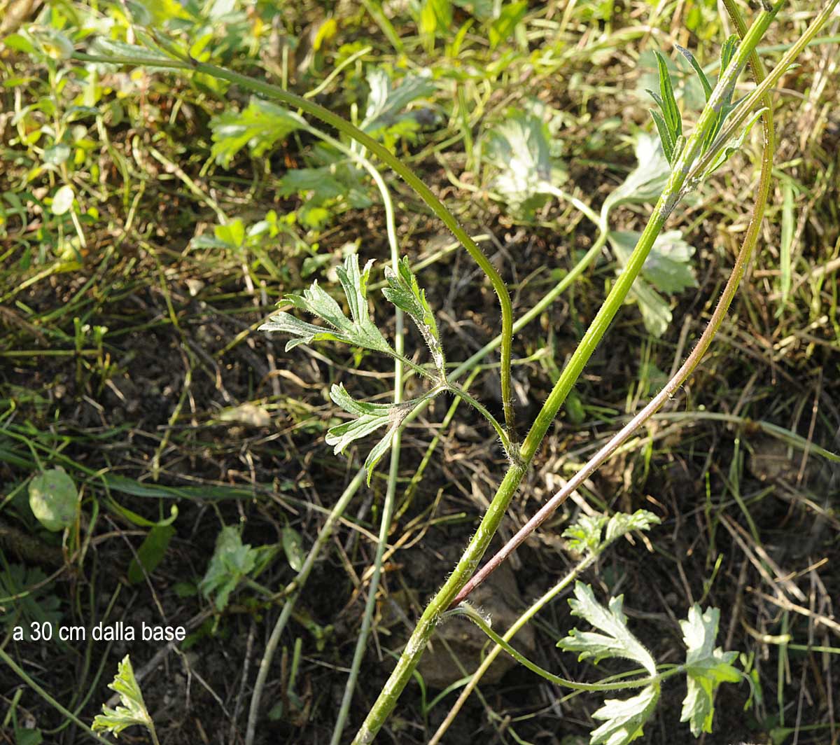 Ranunculus bulbosus  subsp. aleae