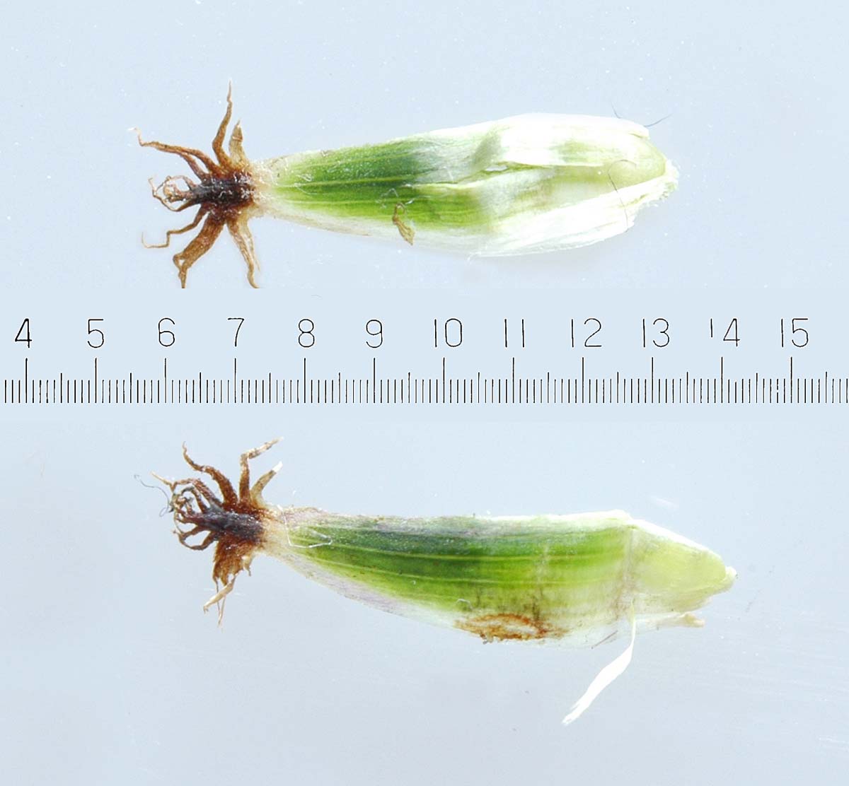 Centaurea nigrescens / Fiordaliso nerastro