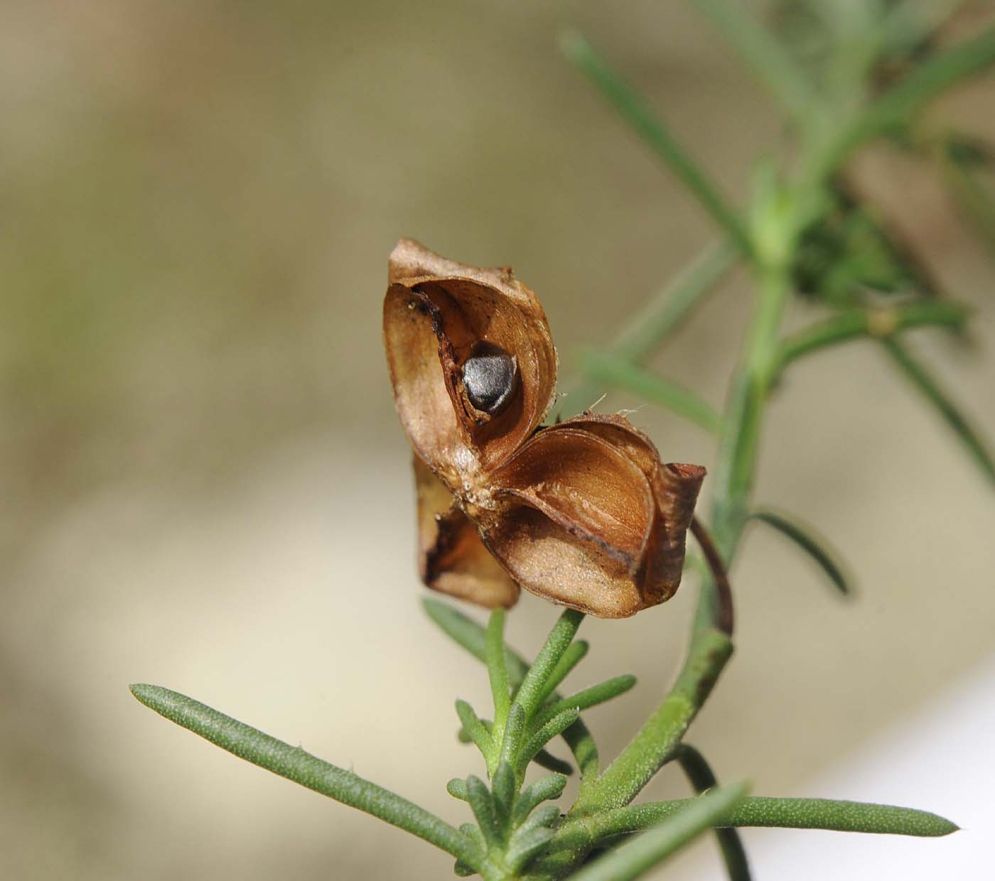 Fumana ericifolia / Fumana mediterranea