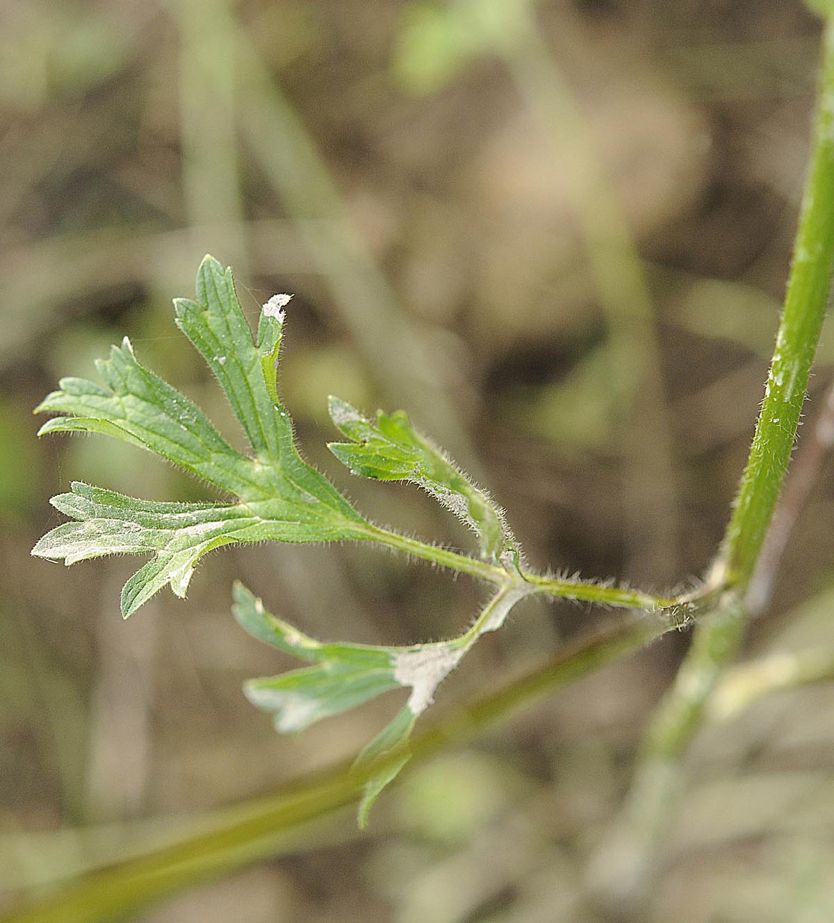 Ranunculus bulbosus  subsp. aleae