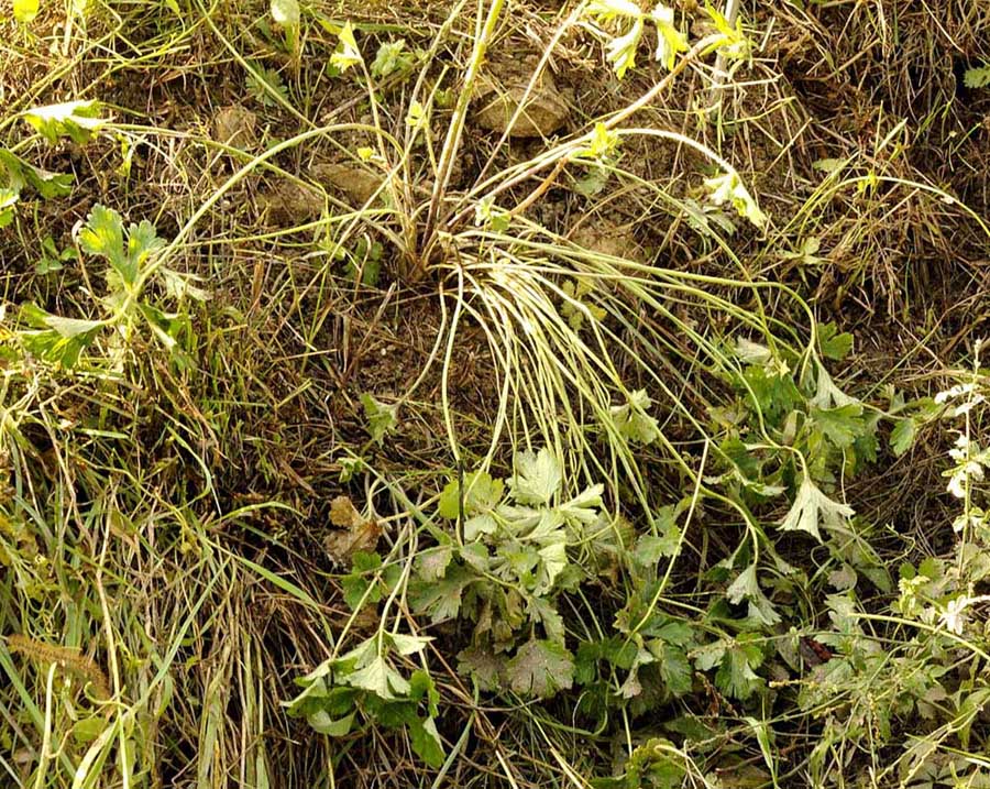 Ranunculus bulbosus  subsp. aleae