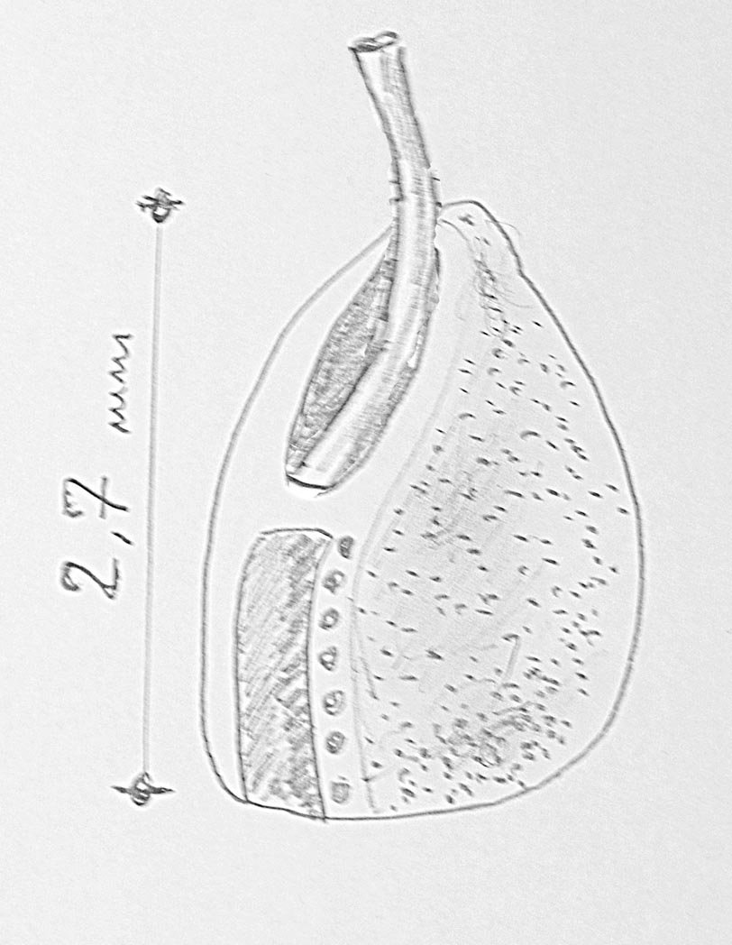 Fumana ericifolia / Fumana mediterranea