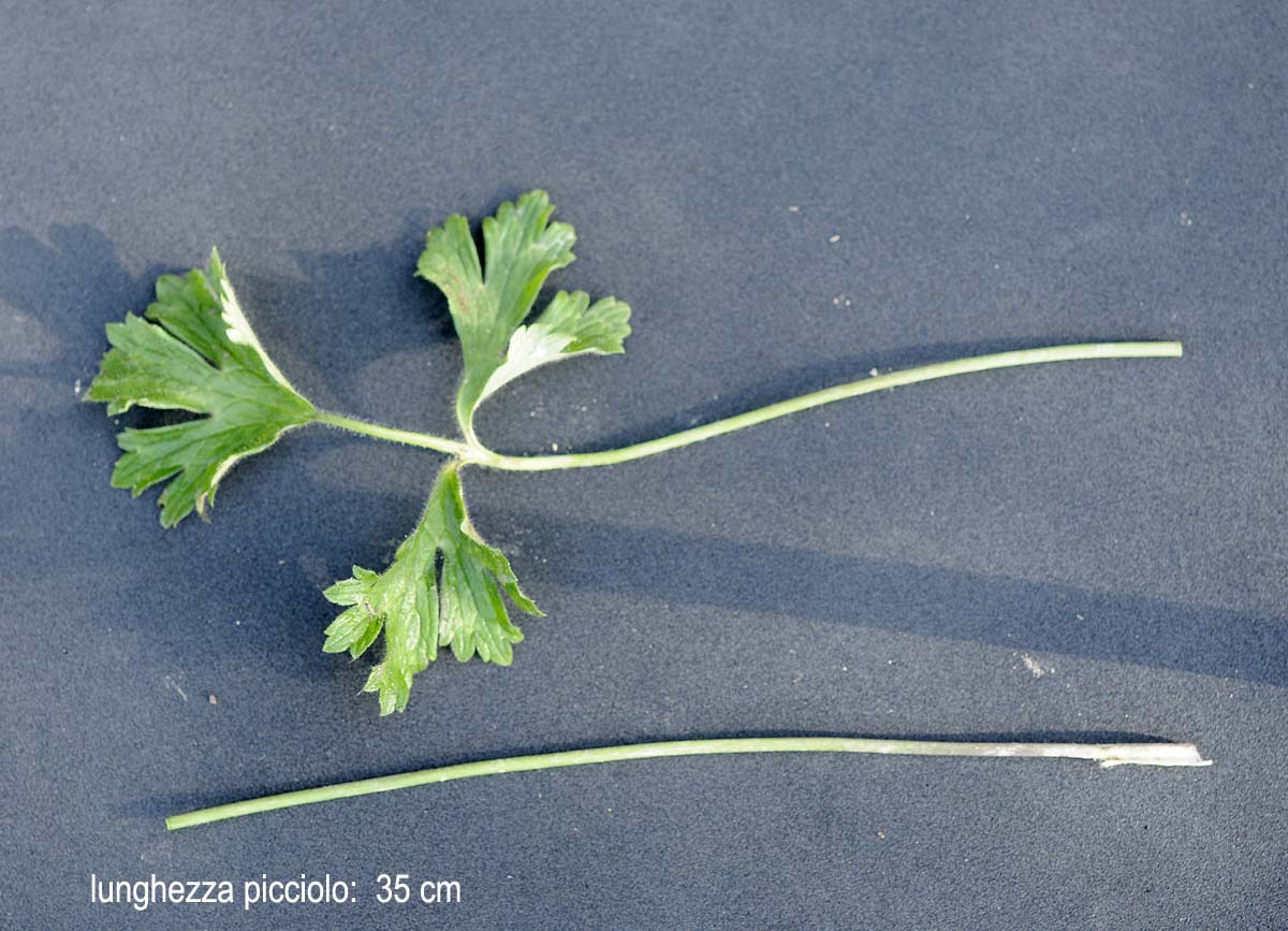 Ranunculus bulbosus  subsp. aleae