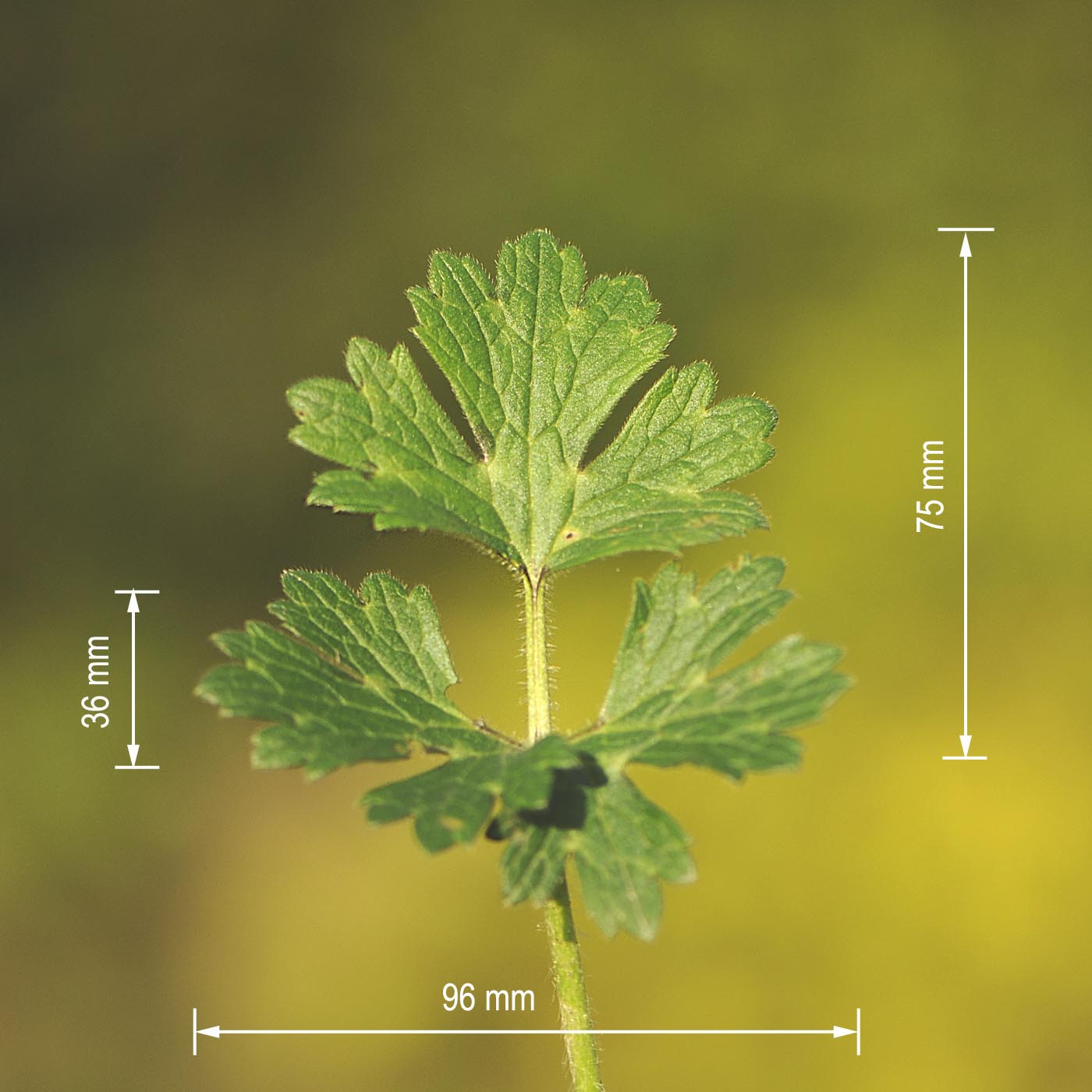 Ranunculus bulbosus  subsp. aleae