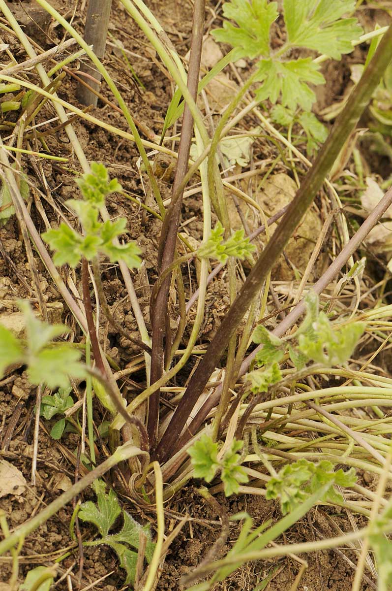 Ranunculus bulbosus  subsp. aleae