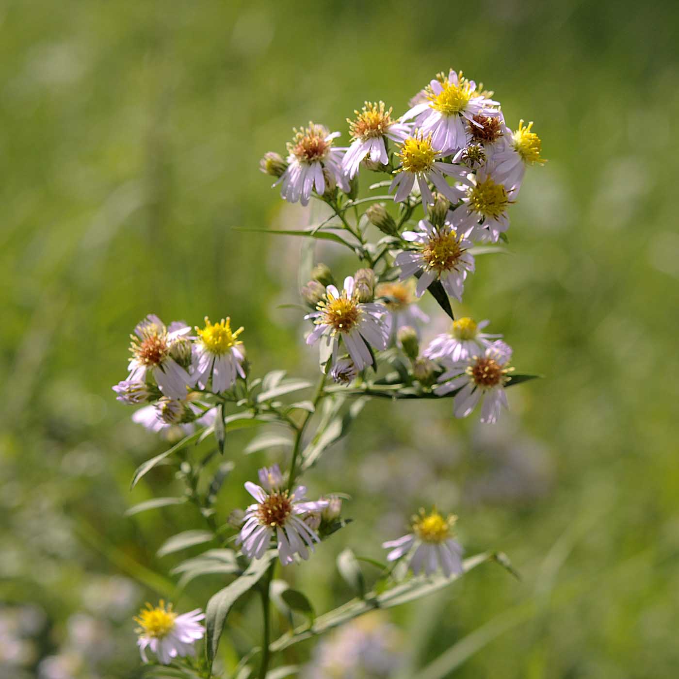 Symphyotrichum lanceolatum / Astro di Tradescant