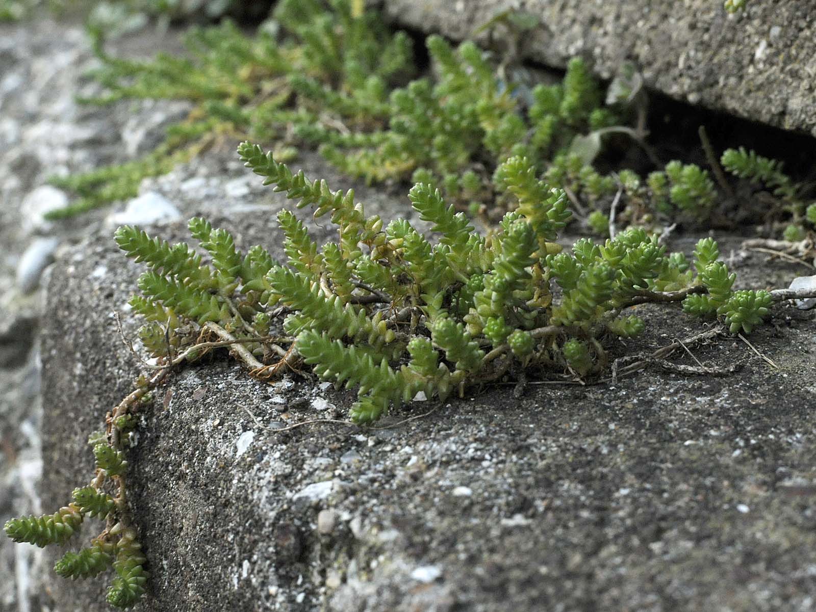 Sedum acre / Borracina acre