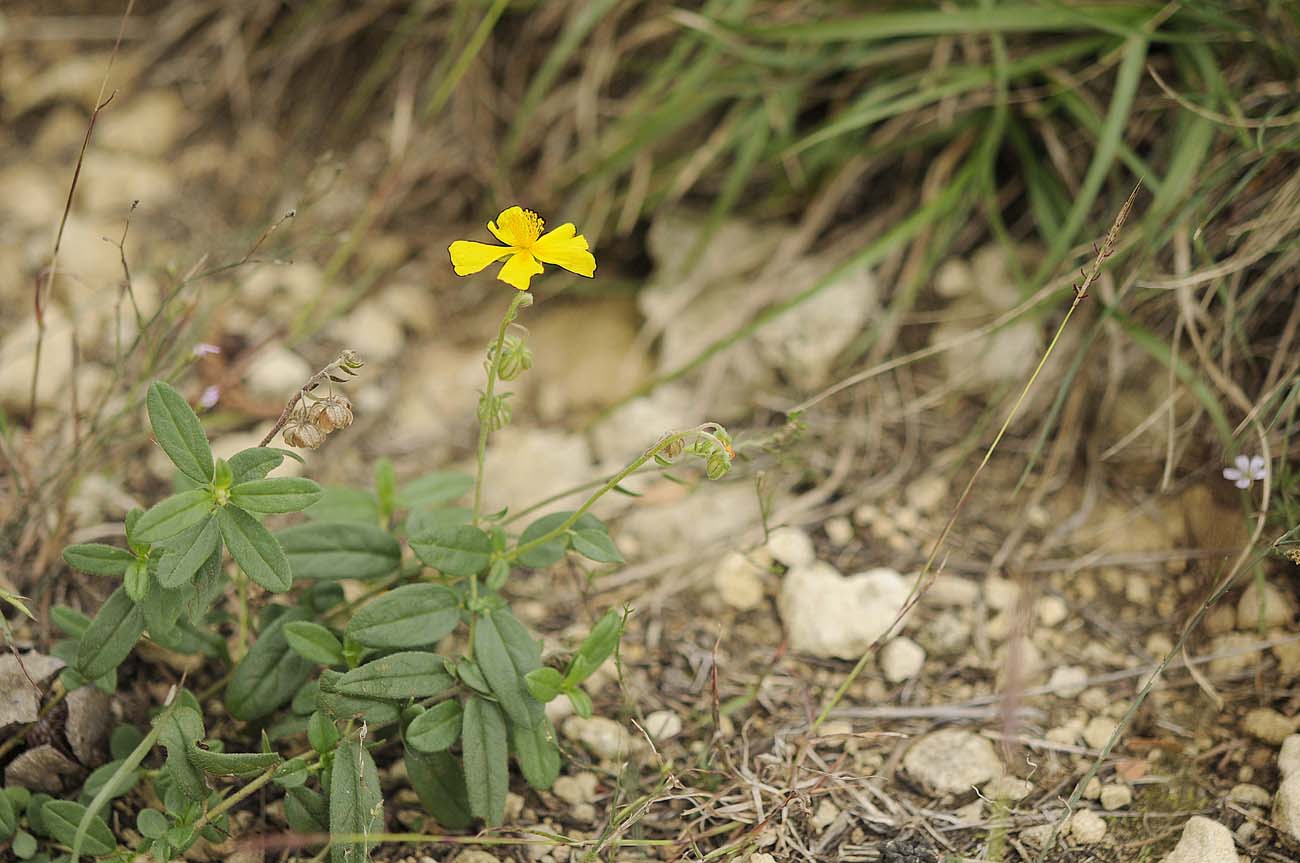 Helianthemum nummularium