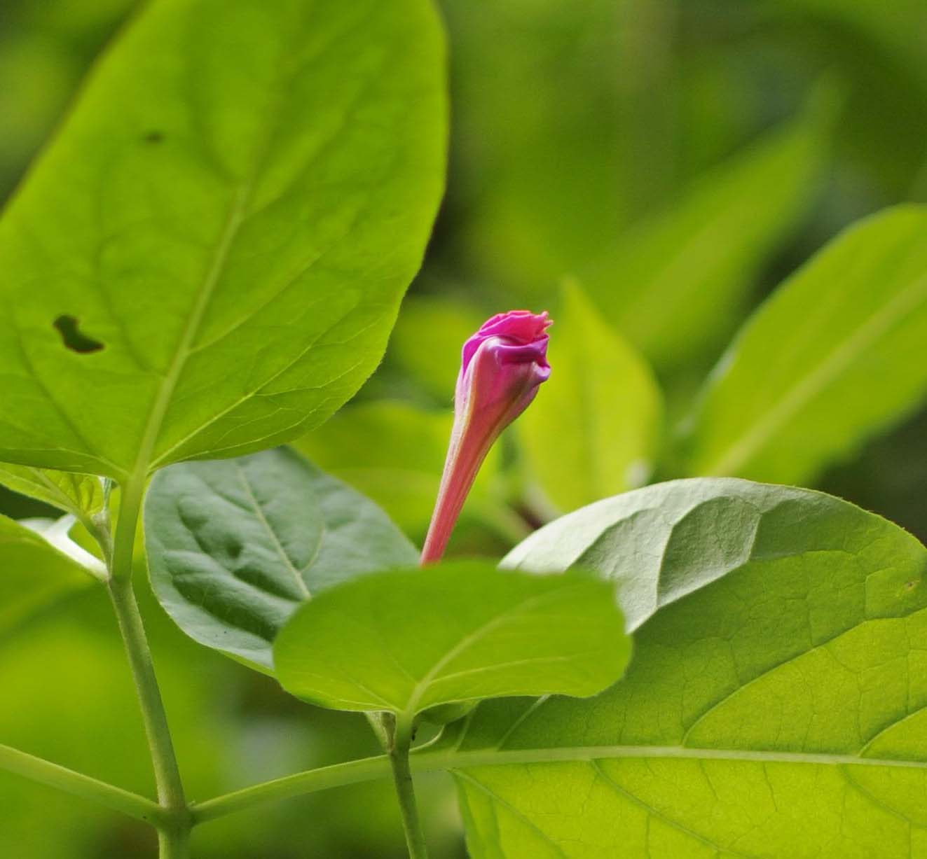 Mirabilis jalapa