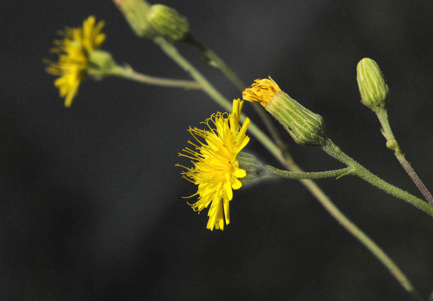 Hieracium gr. sabaudum