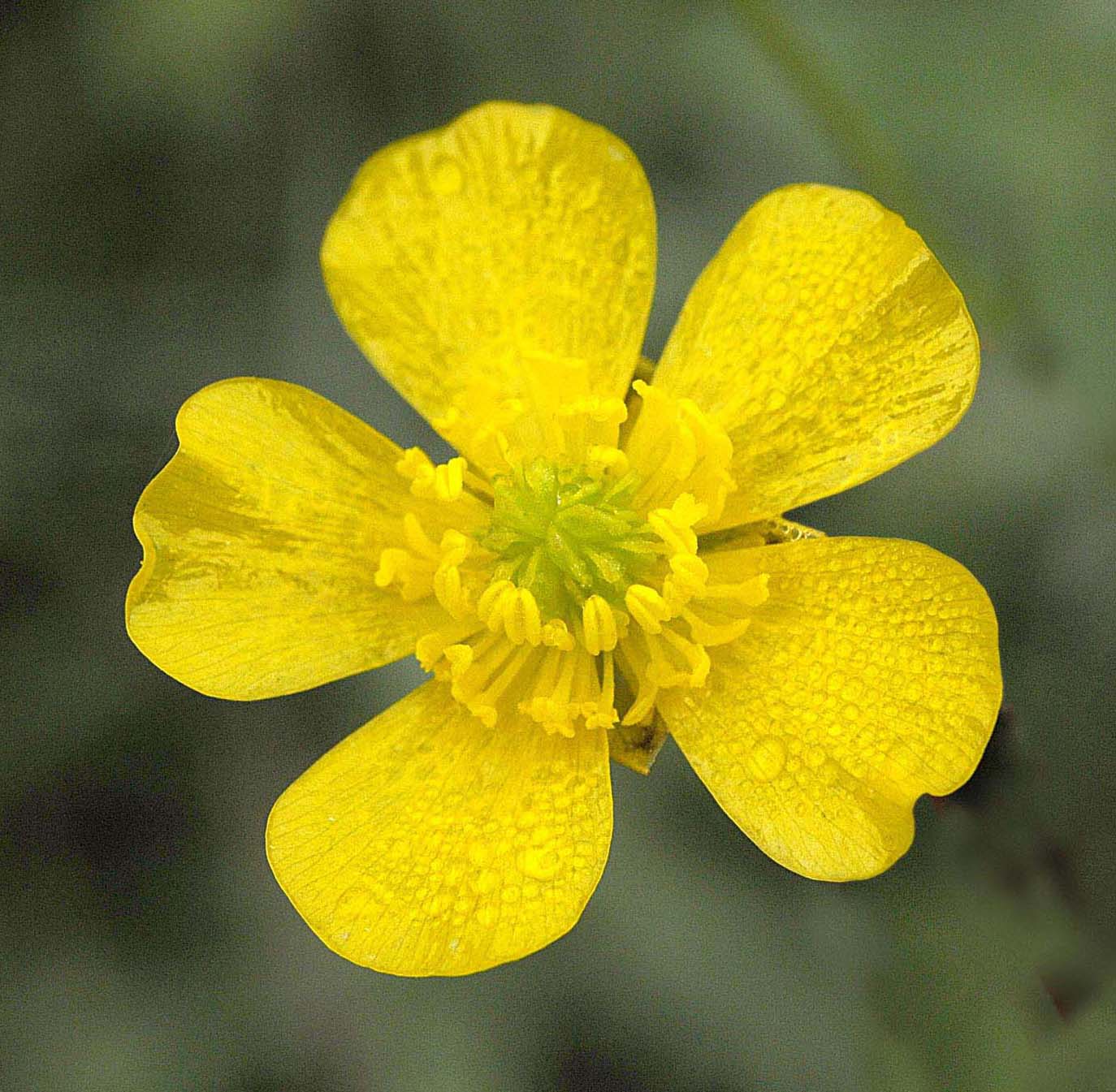 Ranunculus acris / Ranuncolo comune