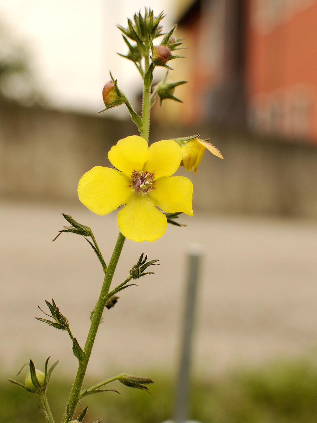 Verbascum blattaria / Verbasco polline