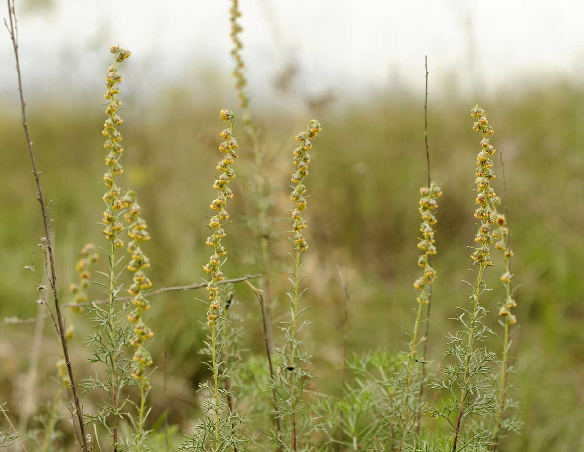 Artemisia alba / Assenzio maschio