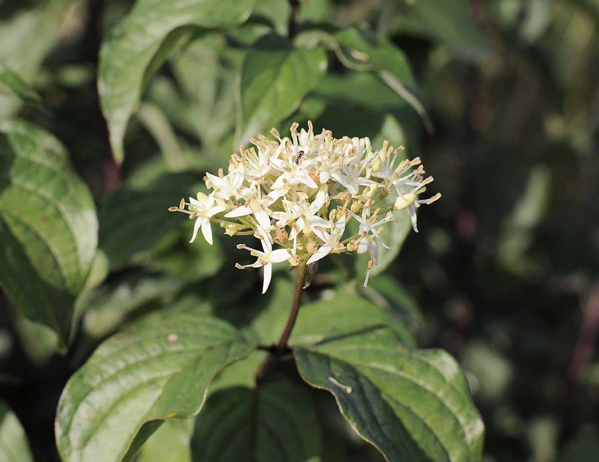cespuglio con corimbi bianchi. - Cornus sanguinea