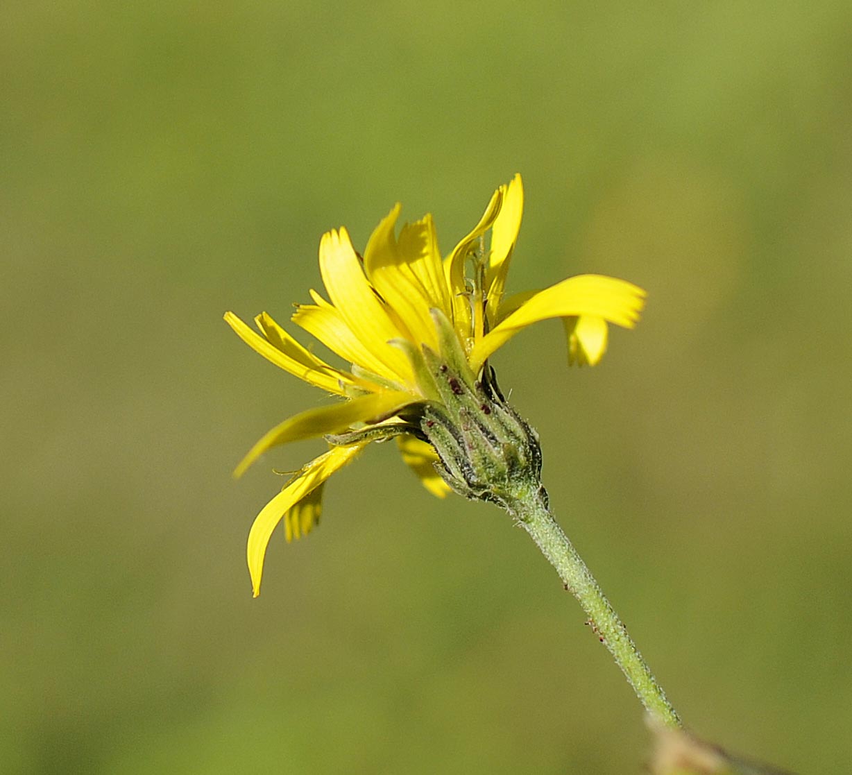 Asteracea da determinare - Hieracium sp.
