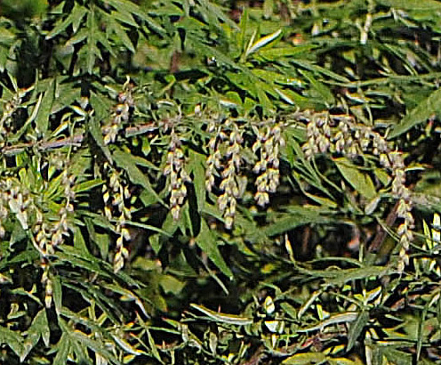 Artemisia verlotiorum / Artemisia dei fratelli Verlot