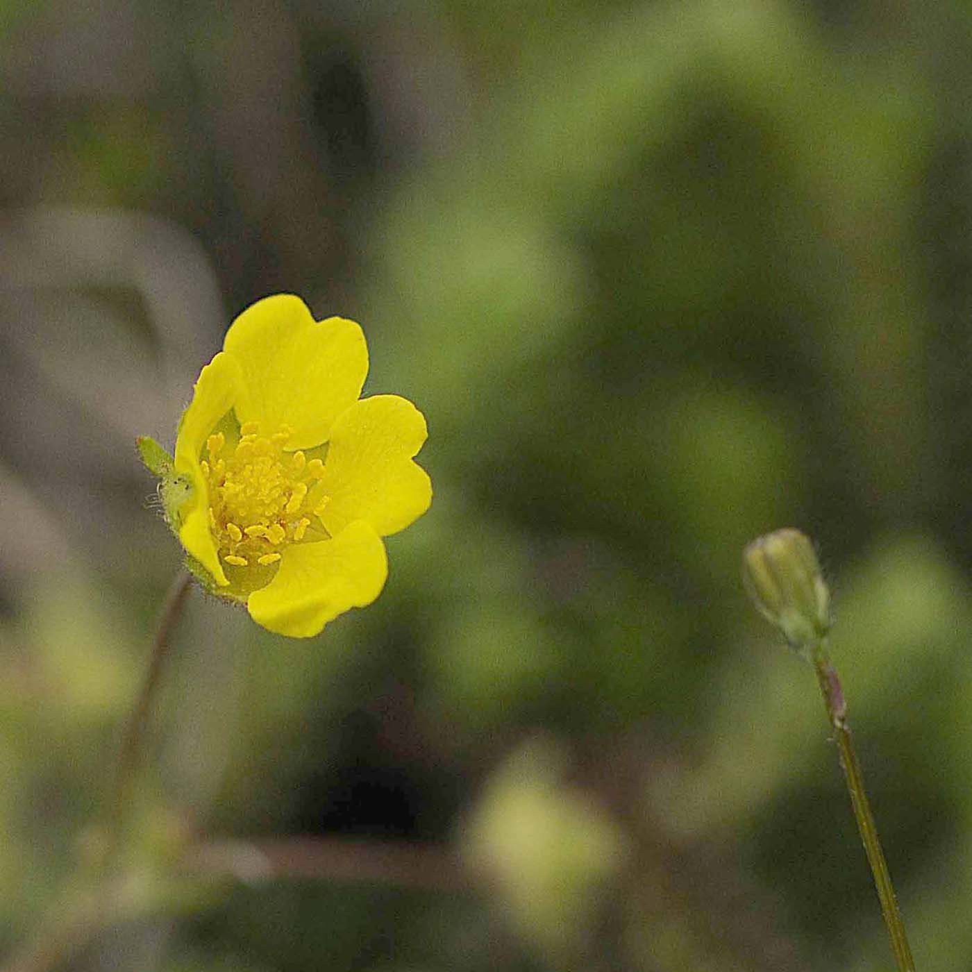 Determinare una potentilla