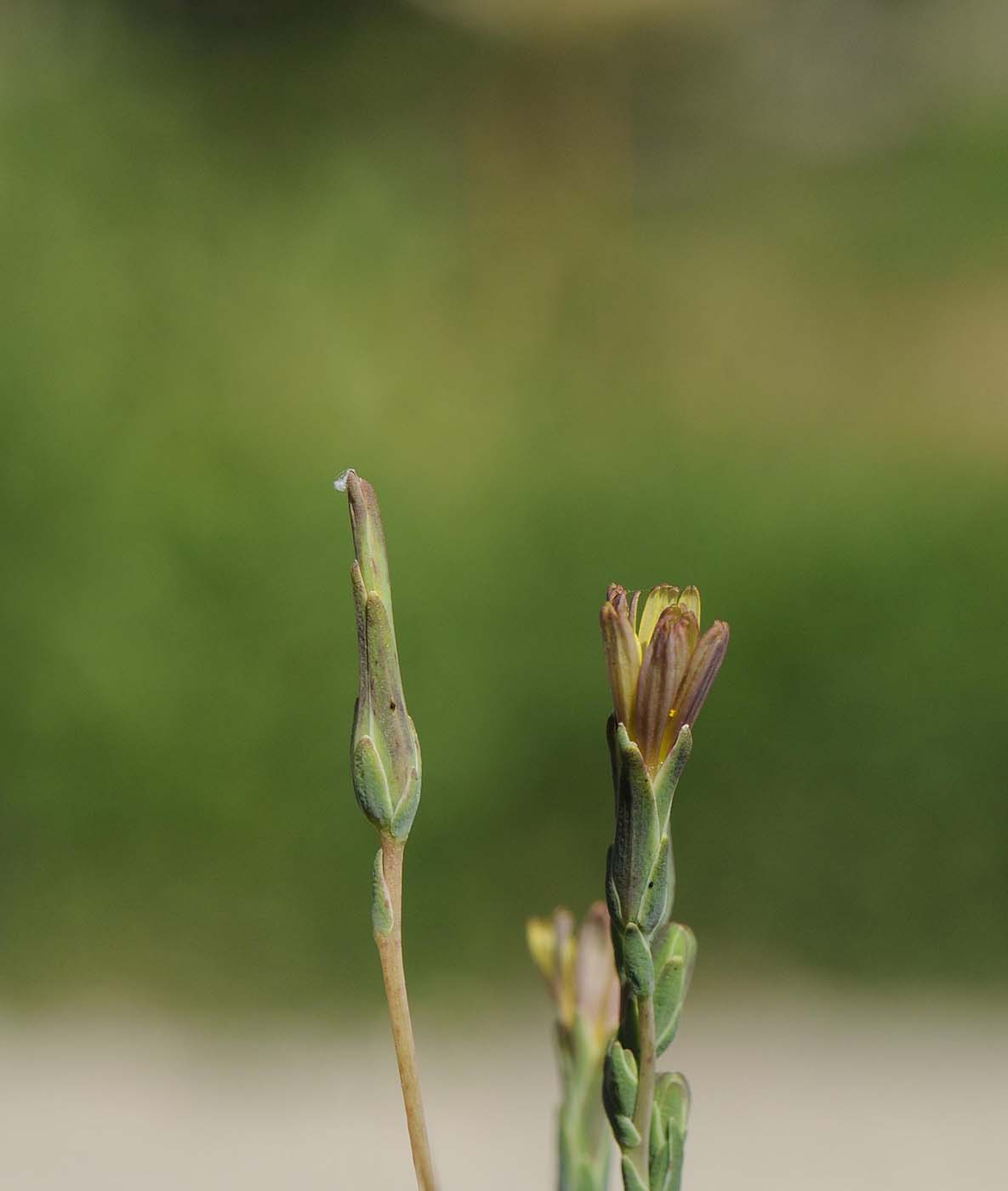 Lactuca saligna / Lattuga saligna