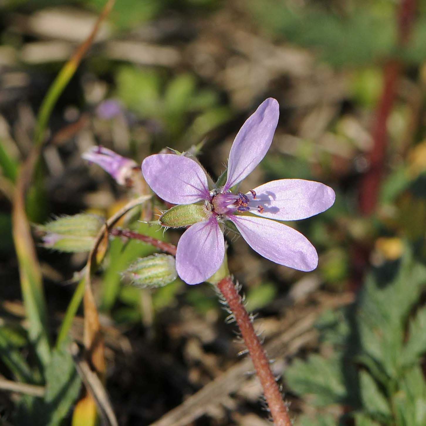 Erodium cicutarium / Becco di Gr comune