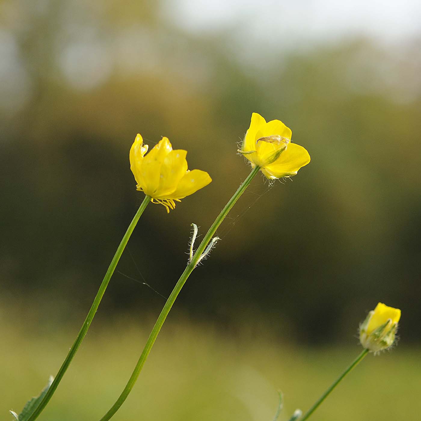 Ranunculus bulbosus  subsp. aleae