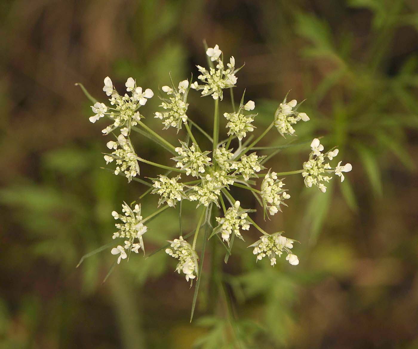 Daucus carota  / Carota selvatica