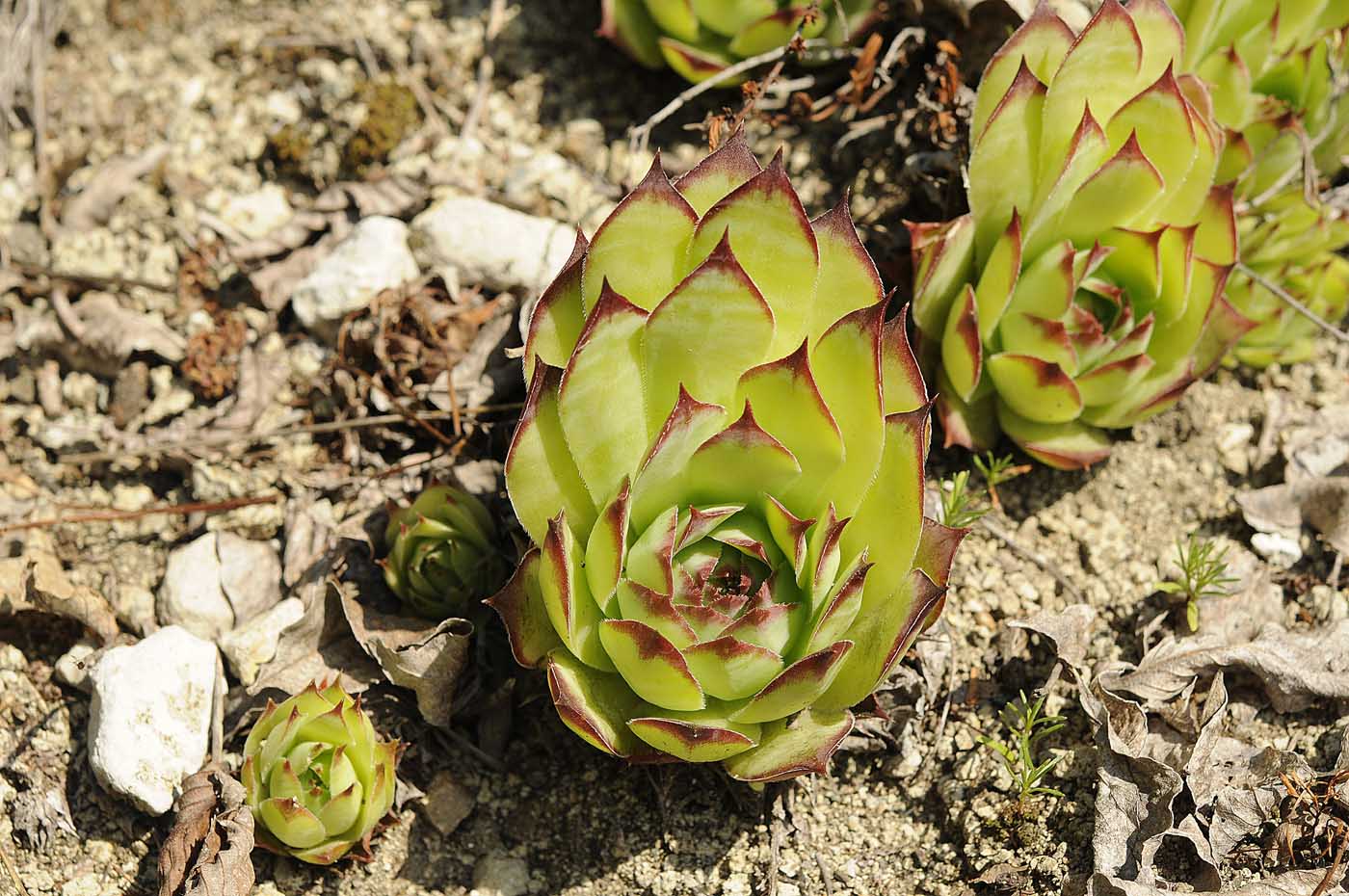 Gambugliano (VI): Sempervivum tectorum L. aggr.