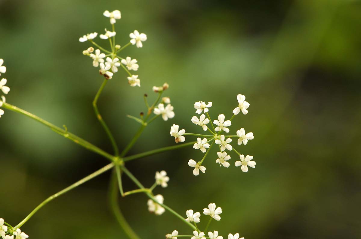 Pimpinella saxifraga /Tragoselino comune